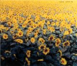 lessio-120-2002-35x30-girasoli3164